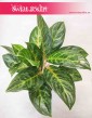 Aglaonema Cocomelon, Aglonema Cocomelon, sklep