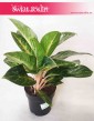 Aglaonema Cocomelon, Aglonema Cocomelon, wysyłka roślin