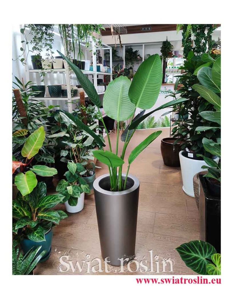 Sztuczna Strelicja Nicolai - sztuczna Strelicja Biała, sztuczne rośliny do biura, sztuczne rośliny do firmy