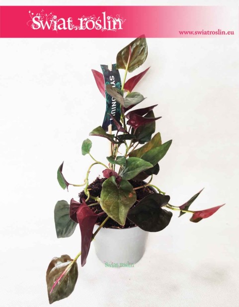 Syngonium erythrophyllum Red Arrow, Syngonium Red Arrow, Zroślicha, rośliny Kraków