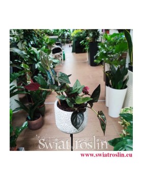 Syngonium erythrophyllum Red Arrow, Syngonium Red Arrow, Zroślicha, sklep internetowy z roślinami doniczkowymi, wysyłka roślin