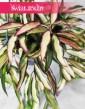 Hoya Wayetii Tricolor, Hoja Wayetii Tricolor, Kentiana, Woskownica, sklep online