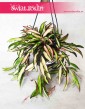 Hoya Wyetii Tricolor, Hoja Wyetii Tricolor, Kentiana, Woskownica, sklep internetowy