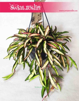 Hoya Wayetii Tricolor, Hoja Wayetii Tricolor, Kentiana, Woskownica, wysyłka roślin