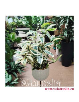 Costus Arabicus Variegata, Kostowiec, sklep z roślinami doniczkowymi, wysyłka roślin