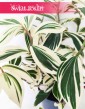 Costus Arabicus Variegata, Kostowiec, sklep z roślinami online