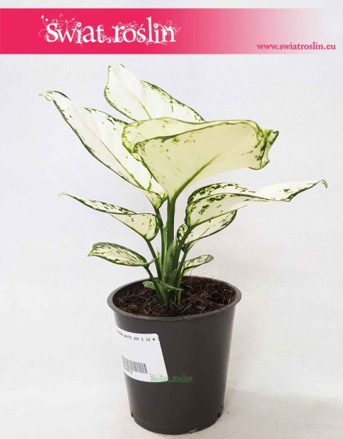 Roślina Aglaonema White Joy, Aglonema White Joy