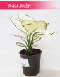 Roślina Aglaonema White Joy, Aglonema White Joy
