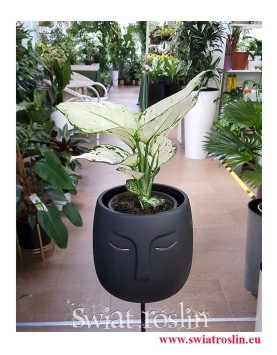 Aglaonema White Joy, Aglonema White Joy, sklep online, wysyłka roślin, internetowy sklep z roślinami