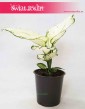 Aglaonema White Joy, Aglonema White Joy, Wysyłka roślin