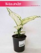 Aglaonema White Joy, Aglonema White Joy, sklep z roślinami online