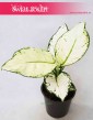 Aglaonema White Joy, Aglonema White Joy, rośliny doniczkowe Kraków