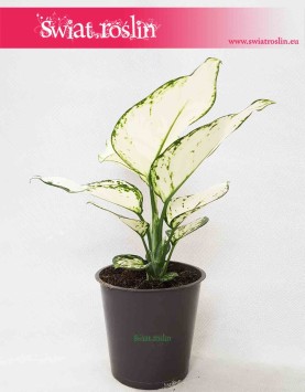 Aglaonema White Joy, Aglonema White Joy, internetowy sklep z roślinami
