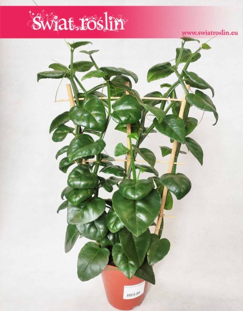 Parthenocissus Quadrangularis