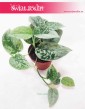 Scindapsus Pictus Silvery Ann, Epipremnum Pictus Silvery Ann