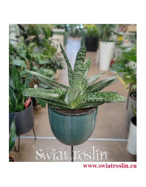 Gasteria Carinata var. Verrucosa, rośliny do mieszkania, rośliny doniczkowe do biura