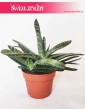 Gasteria Carinata var. Verrucosa 4