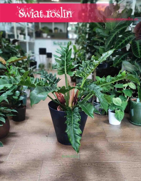 Philodendron Narrow Escape, Filodendron Narrow Escape