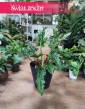 Philodendron Narrow Escape, Filodendron Narrow Escape 4