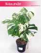 Monstera Variegata, Monstera Deliciosa Variegata, cena