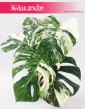 Monstera Variegata, Monstera Deliciosa Variegata, rośliny kolekcjonerskie