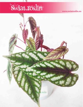 Cissus Różnobarwny, Cissus Discolor, kwiaty doniczkowe 3