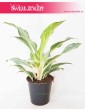 Aglaonema Emerald Stone, Aglonema Emerald Stone 3