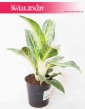 Aglaonema Emerald Stone, Aglonema Emerald Stone 4