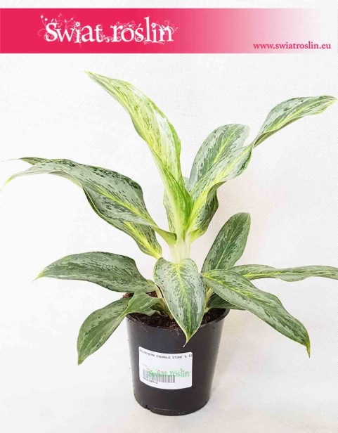 Aglaonema Emerald Stone, Aglonema Emerald Stone