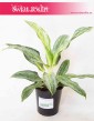 Aglaonema Emerald Stone, Aglonema Emerald Stone