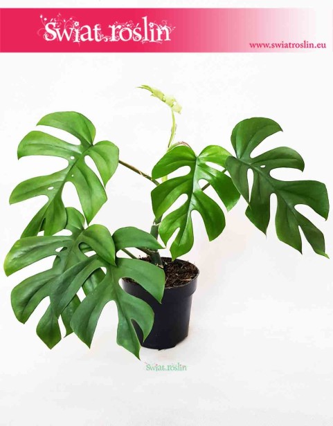Monstera deliciosa Little Sister, Philodendron Pertusem Little Sister 1