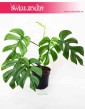 Monstera deliciosa Little Sister, Philodendron Pertusem Little Sister 1