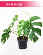 Monstera deliciosa Little Sister, Philodendron Pertusem Little Sister 3