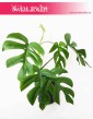 Monstera deliciosa Little Sister, Philodendron Pertusem Little Sister 5
