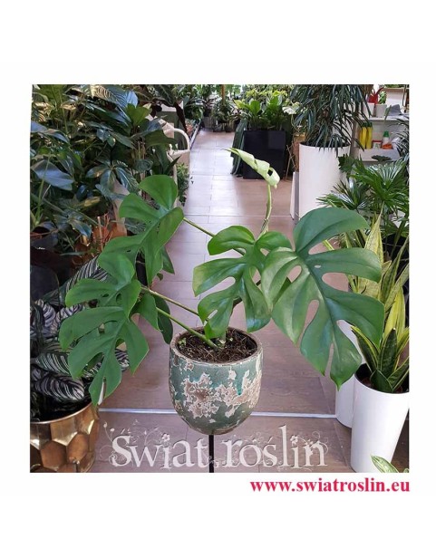 Monstera deliciosa Little Sister, Philodendron Pertusem Little Sister, sklep z roslinami doniczkowymi w Krakowie