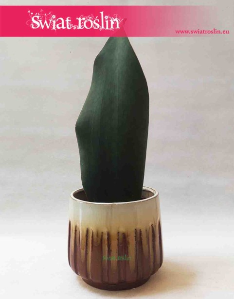 Osłonka ceramiczna brązowa Alice 2