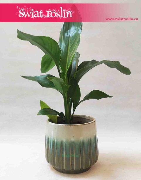 Osłonka ceramiczna zielona - Alice 2