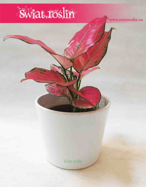 osłonka ceramiczna klasyczna biała