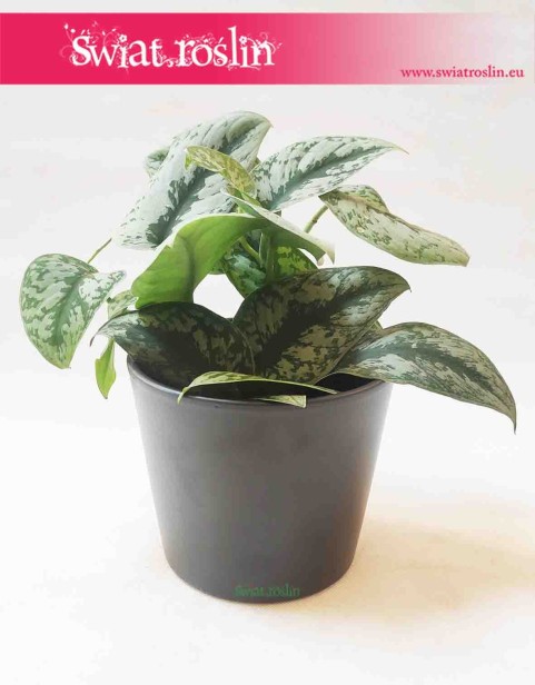 donica ceramiczna klasyczna szkliwiona antracyt