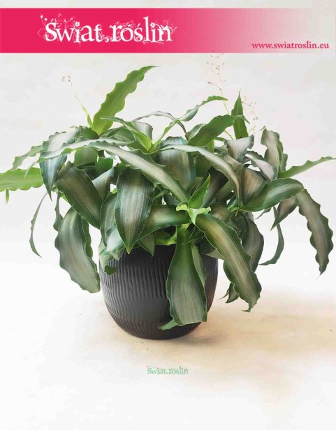 Osłonka ceramiczna szkliwiona karbowana owalna antracyt 2 2