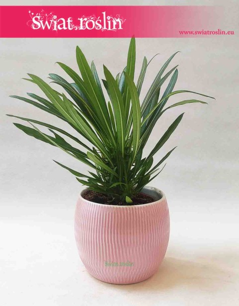 Osłonka ceramiczna szkliwiona karbowana owalna różowa 2