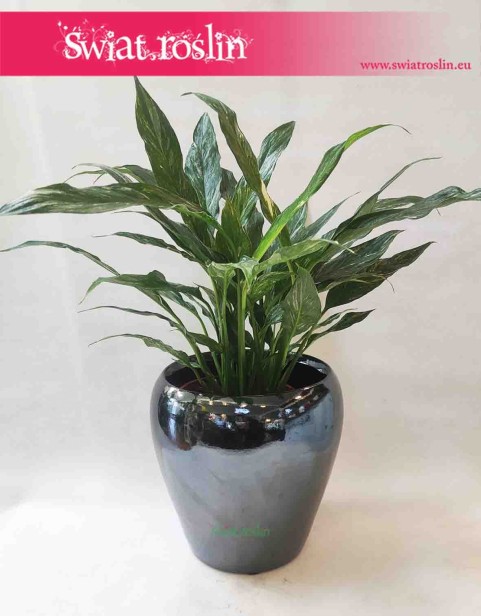 Osłonka ceramiczna Amora Metal Blue 2