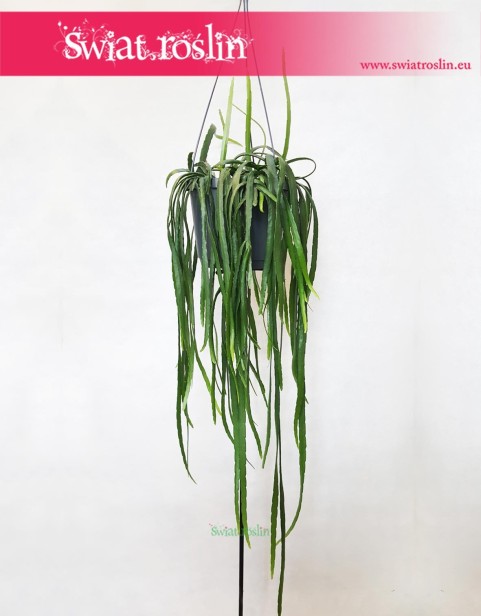 Lepismium Bolivianum, Kaktus Leśny, Kaktus Lepismium Bolivianum