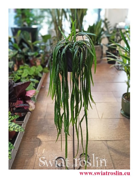 Lepismium Bolivianum, Kaktus Leśny, Kaktus Lepismium Bolivianum, popularne rośliny doniczkowe, modne rośliny