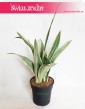 Sansewieria Metallica, Sansevieria Metallica, Wężownica 2