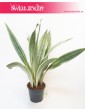 Sansevieria Metallica, Sansewieria Metallica, Wężownica 3