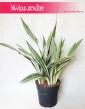 Sansewieria Metallica Sansevieria, Wężownica roślina 3
