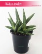 Sansevieria Cylindrica Tiara Dino Green, Sansewieria Cylindrica Tiara Dino Green, Wężownica 5