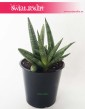 Sansevieria Cylindrica Tiara Dino Green, Sansewieria Cylindrica Tiara Dino Green, Wężownica 4