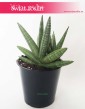 Sansevieria Cylindrica Tiara Dino Green, Sansewieria Cylindrica Tiara Dino Green, Wężownica